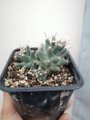 Coryphantha macromeris