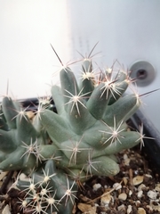 Coryphantha macromeris