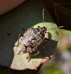 Podisus serieventris