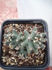 Coryphantha macromeris