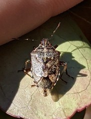 Podisus serieventris