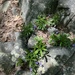 Stone's Violet - Photo (c) Izabella Farr, some rights reserved (CC BY-NC), uploaded by Izabella Farr