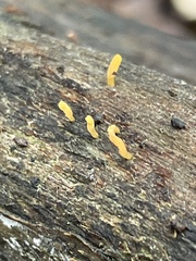 Calocera sinensis