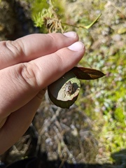 Podisus serieventris