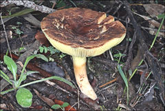Phylloporus clelandii