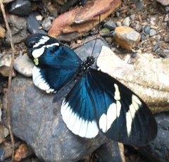 Heliconius eleuchia eleuchia