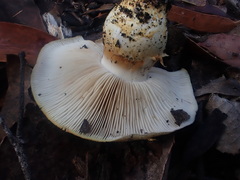 Cortinarius chrysopocos