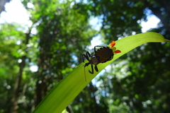 Apiomerus vexillarius