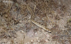 Arizona elegans candida