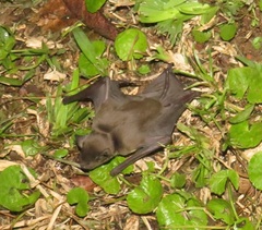 Scotophilus dinganii