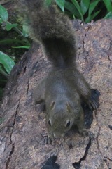 Sciurus ignitus