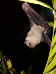 Lasiurus ega