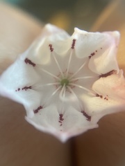 Kalmia latifolia
