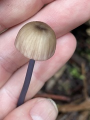 Entoloma albidocoeruleum