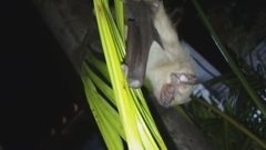 Lasiurus ega