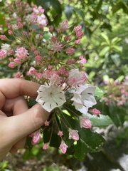 Kalmia latifolia