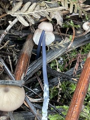 Entoloma albidocoeruleum