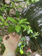 Kalmia latifolia