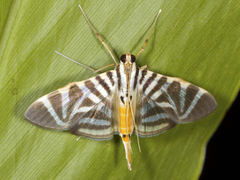 Spilomela perspicata