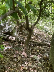 Kalmia latifolia