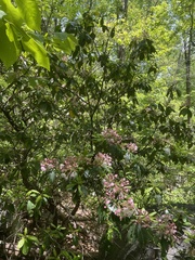 Kalmia latifolia