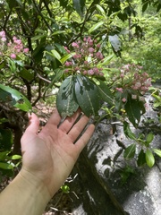 Kalmia latifolia