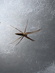Pisaurina