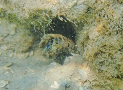 Pseudosquilla ciliata