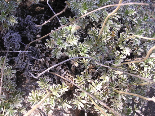 Diplolaemus sexcinctus