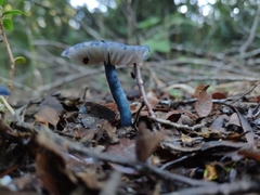 Entoloma cyanulum