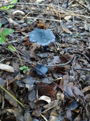 Entoloma cyanulum
