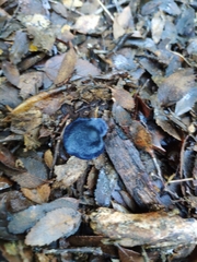 Entoloma cyanulum