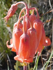 Cotyledon orbiculata orbiculata