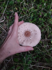 Macrolepiota bonaerensis