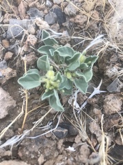 Acleisanthes nevadensis