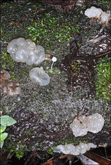 Tremella globispora