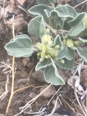 Acleisanthes nevadensis