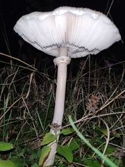 Macrolepiota bonaerensis