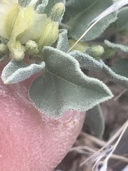 Acleisanthes nevadensis