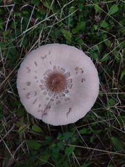 Macrolepiota bonaerensis