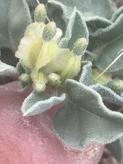 Acleisanthes nevadensis