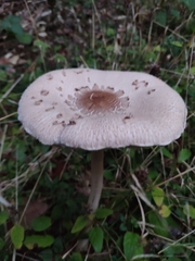 Macrolepiota bonaerensis