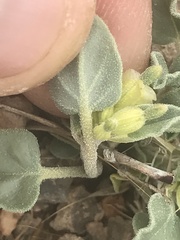 Acleisanthes nevadensis