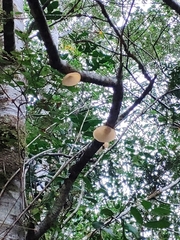 Aleurodiscus vitellinus