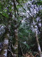 Aleurodiscus vitellinus