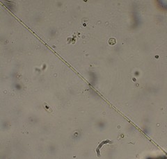 Oscillatoria redekei