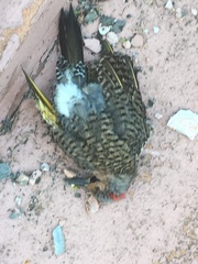 Colaptes auratus