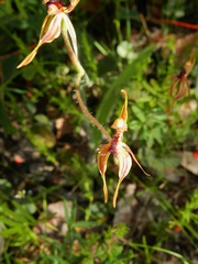 Caladenia plicata