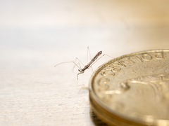 Empicoris rubromaculatus