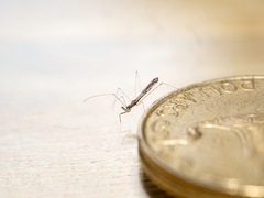 Empicoris rubromaculatus